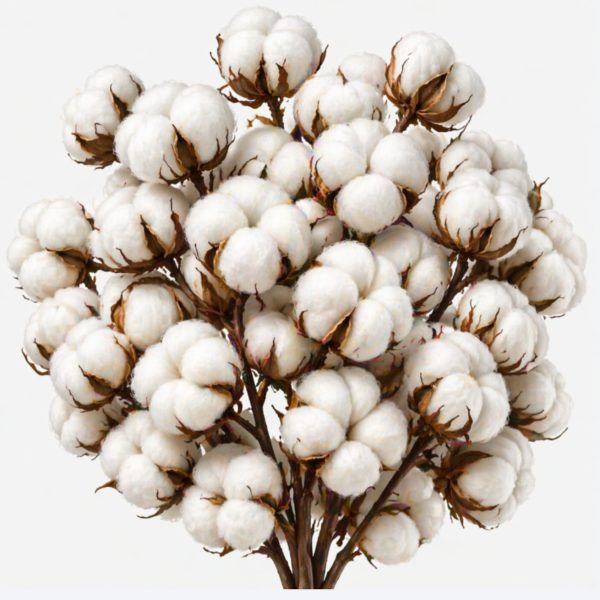 FIORI DI COTONE 1%