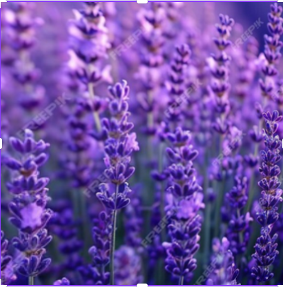 LAVANDA