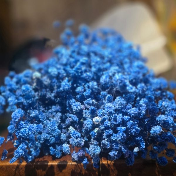 GYPSOFILA BLU