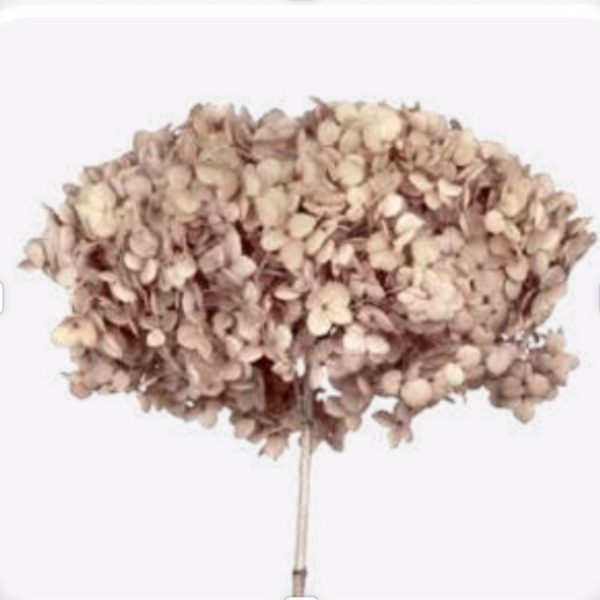 Ortensia stabilizzata Beige