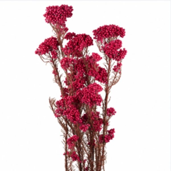 Helichrysum diosmi Magenta