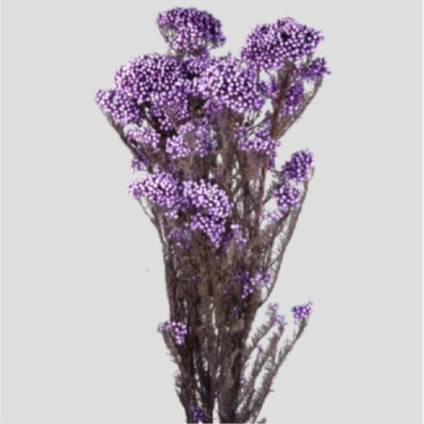 Helichrysum diosmi Lilla
