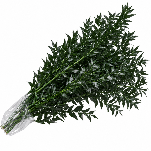Ruskus Stabilizzato Naturale – Verde Decorativo per Composizioni