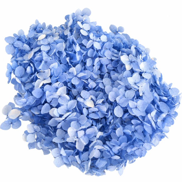 Ortensia stabilizzata  Misty Blue