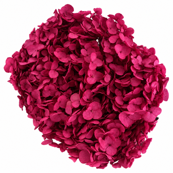 Ortensia stabilizzata  Magenta