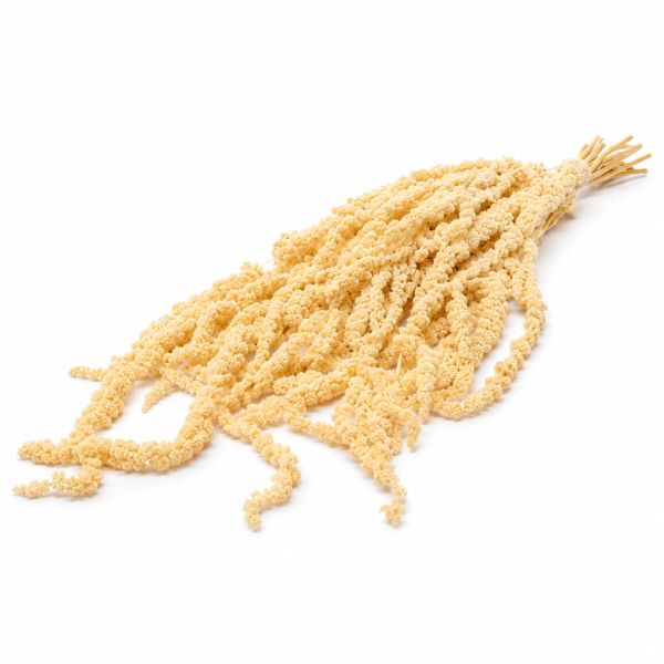 Amaranthus Stabilizzato Beige