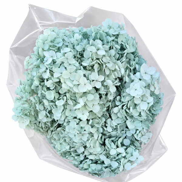 Ortensia stabilizzata  Pale Blue