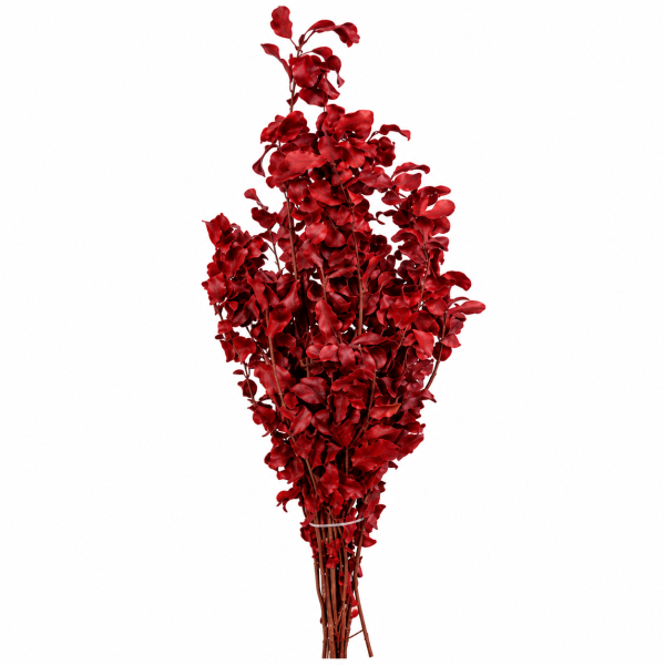 Pitosforo stabilizzato Rosso